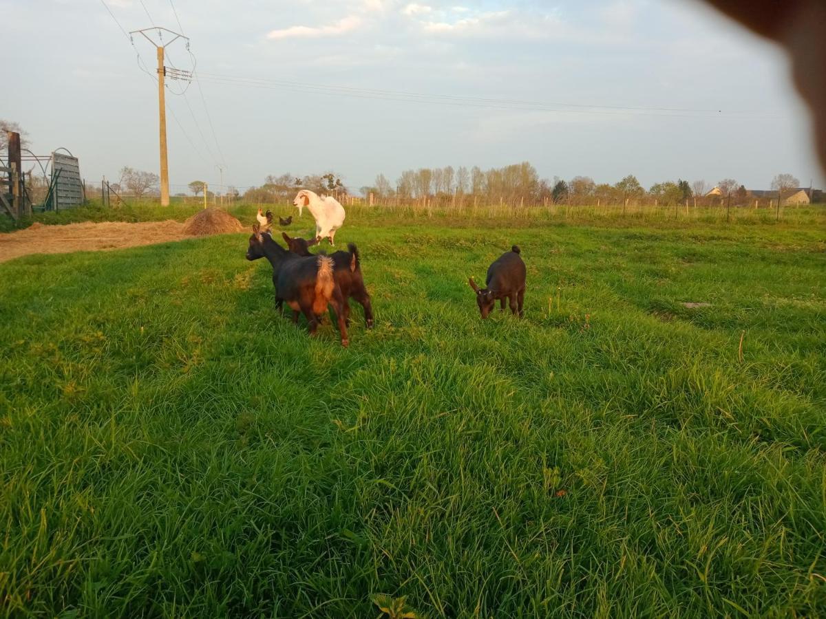 La Ferme D' Emerentine Bacilly Kültér fotó