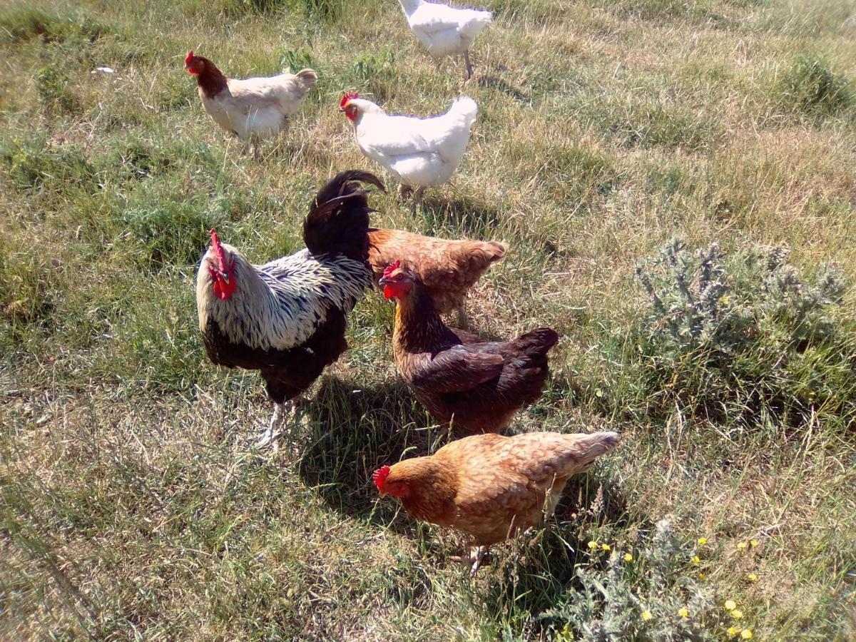 La Ferme D' Emerentine Bacilly Kültér fotó