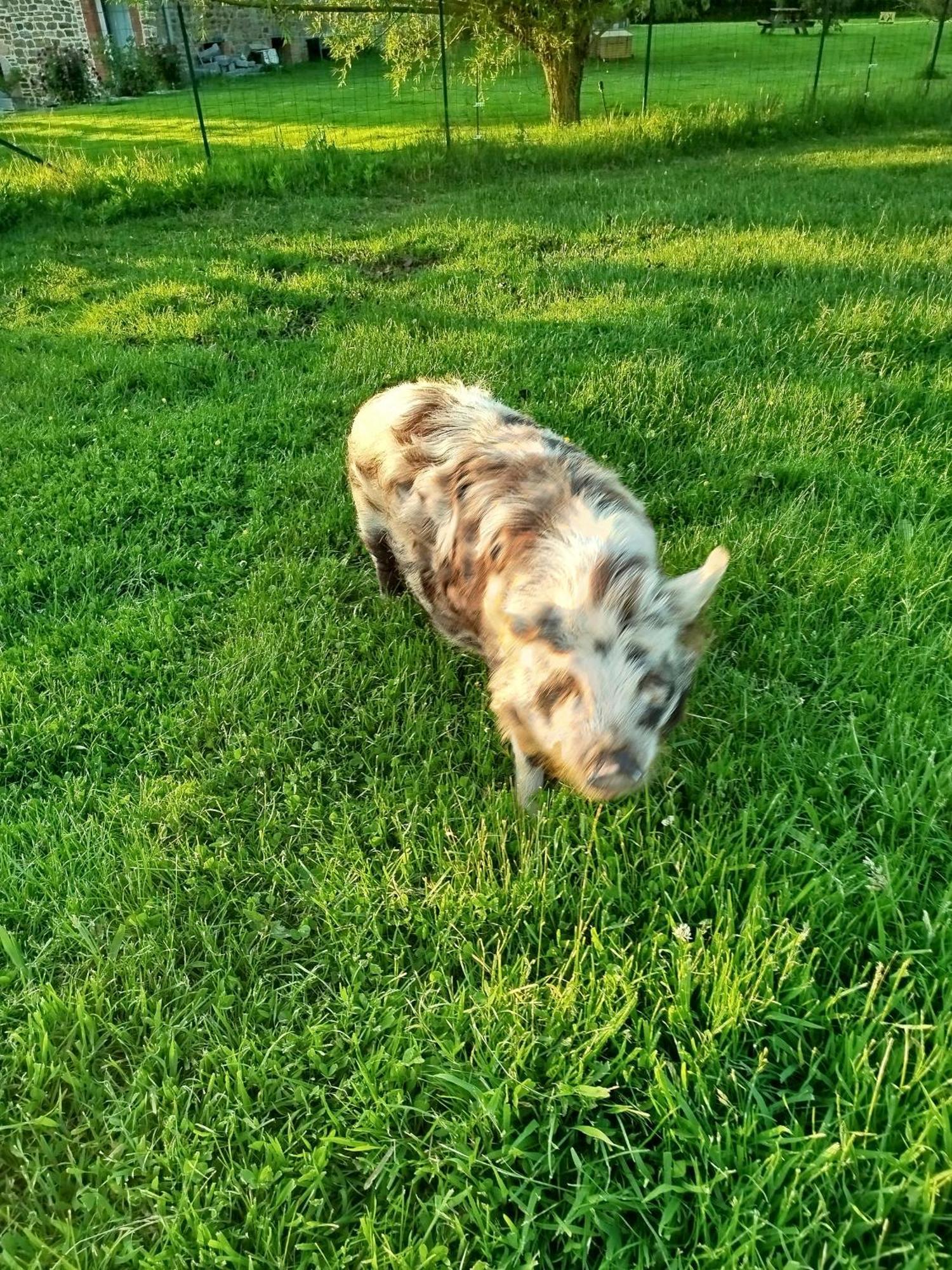 La Ferme D' Emerentine Bacilly Kültér fotó